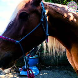 Blossom Halter & Lead Rope